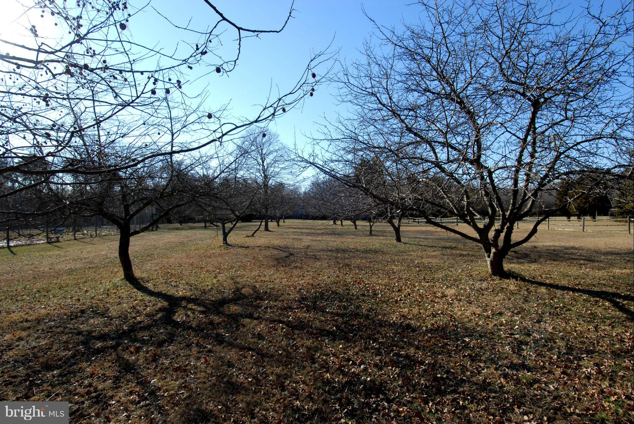 14900 West Ridge Road Accokeek, MD 20607 - Photo 5 of 6 Orchard