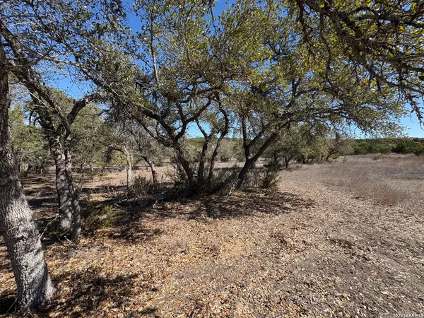 a view of tree
