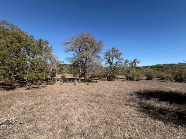 a view of a dry yard with trees