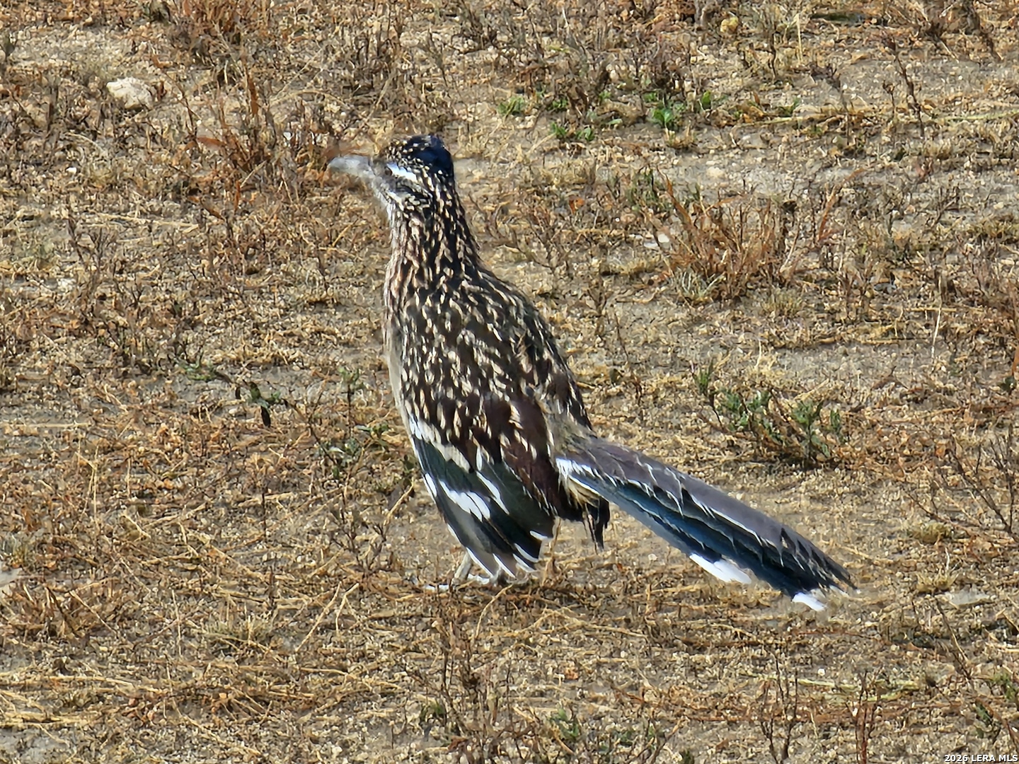 552-lot 2002) Rock Trail Spring Branch, TX 78070 - Photo 4 of 39 a view of wooden floor in a bathroom