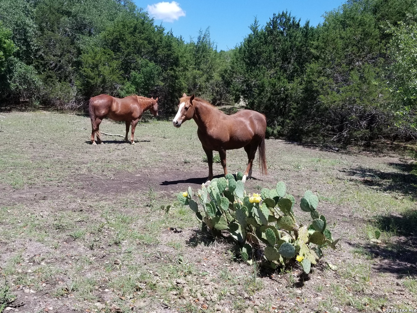 552-lot 2002) Rock Trail Spring Branch, TX 78070 - Photo 5 of 39 a view of yard with a table and chairs