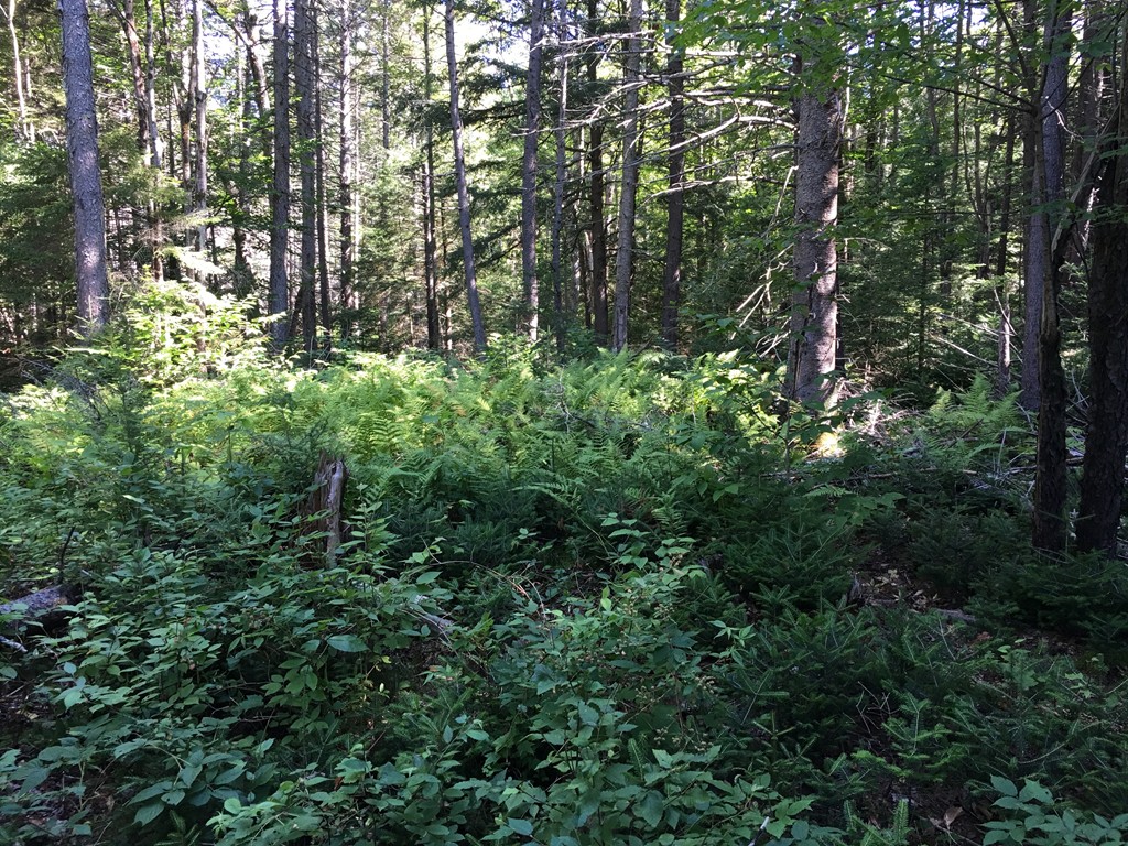 0 Watson Spruce Corner Road Ashfield, MA 01330 - Photo 1 of 9