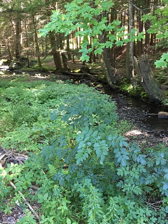 0 Watson Spruce Corner Road Ashfield, MA 01330 - Photo 2 of 9