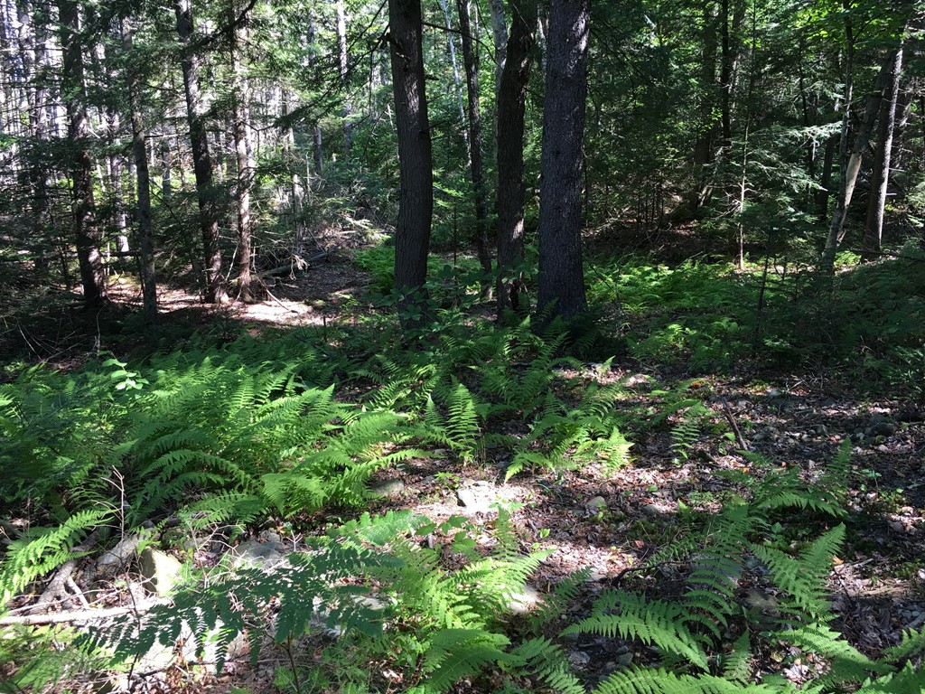 0 Watson Spruce Corner Road Ashfield, MA 01330 - Photo 3 of 9
