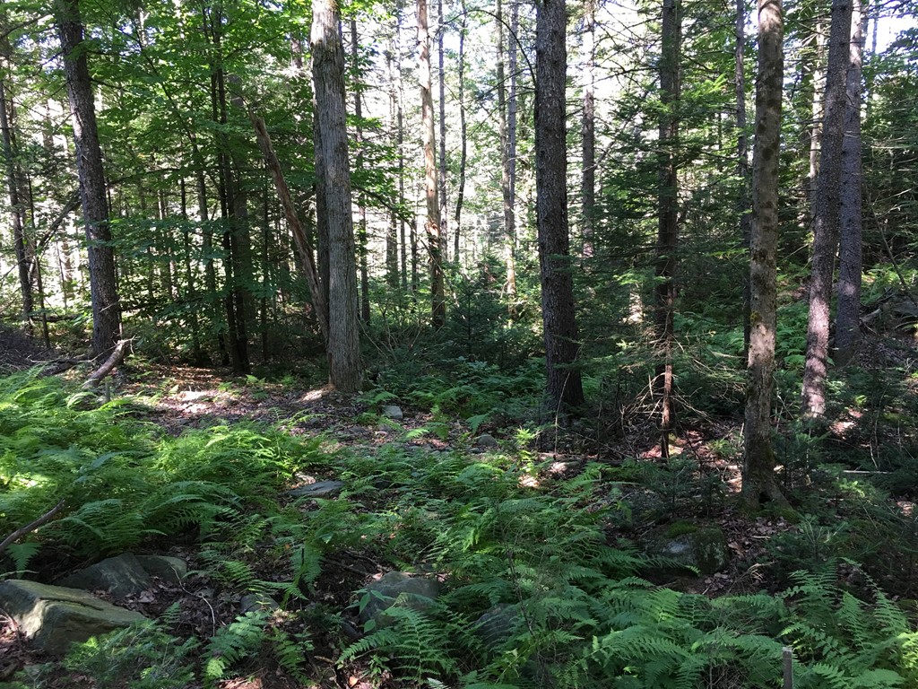 0 Watson Spruce Corner Road Ashfield, MA 01330 - Photo 5 of 9
