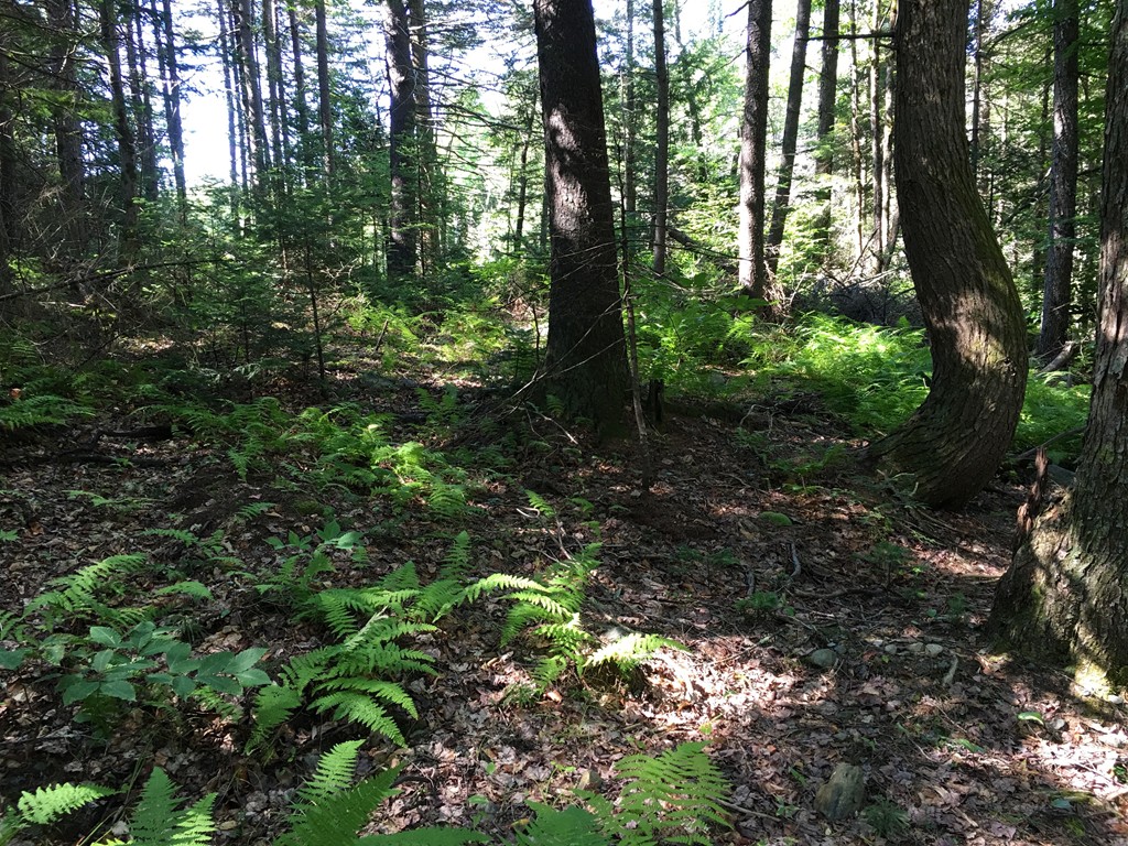 0 Watson Spruce Corner Road Ashfield, MA 01330 - Photo 6 of 9