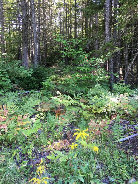 0 Watson Spruce Corner Road Ashfield, MA 01330 - Photo 7 of 9
