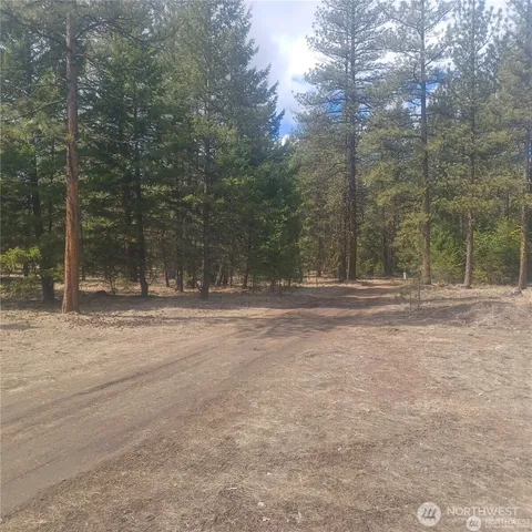 a view of a forest filled with trees