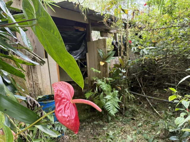 a view of outdoor space and yard