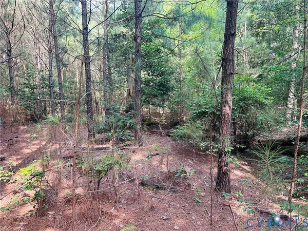 a view of forest