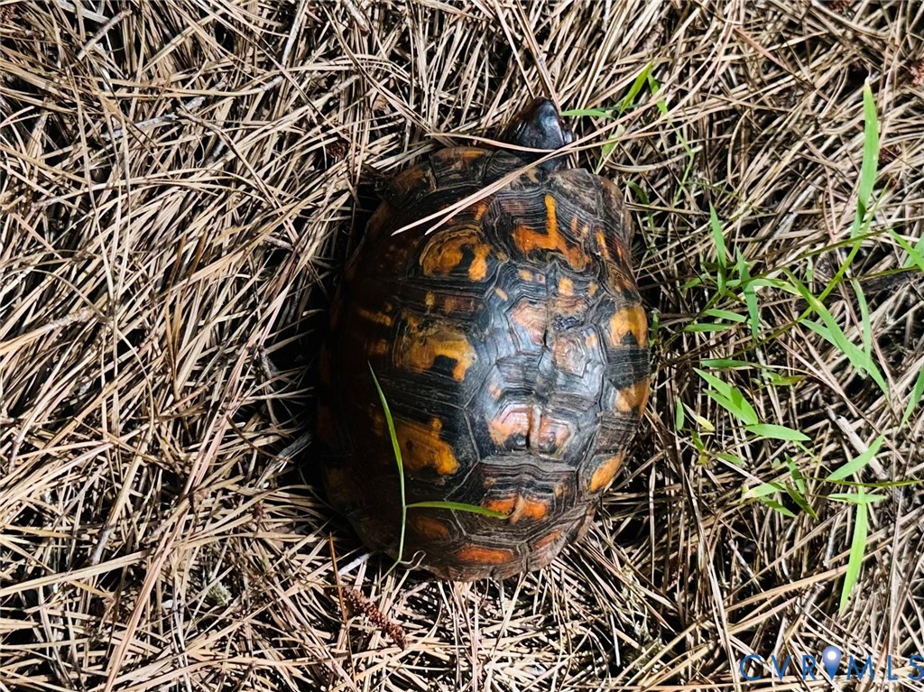 -parcel B Turnpike Road Bohannon, VA 23021 - Photo 13 of 18