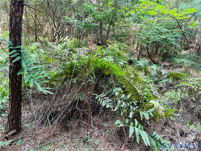 a view of a garden with plants and trees
