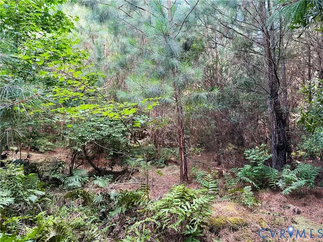 a view of a forest filled with trees