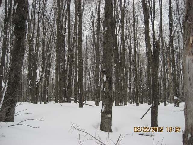 Lot 3 Desperation Road Mercer, WI 54547 - Photo 20 of 20 Gallery Image 20