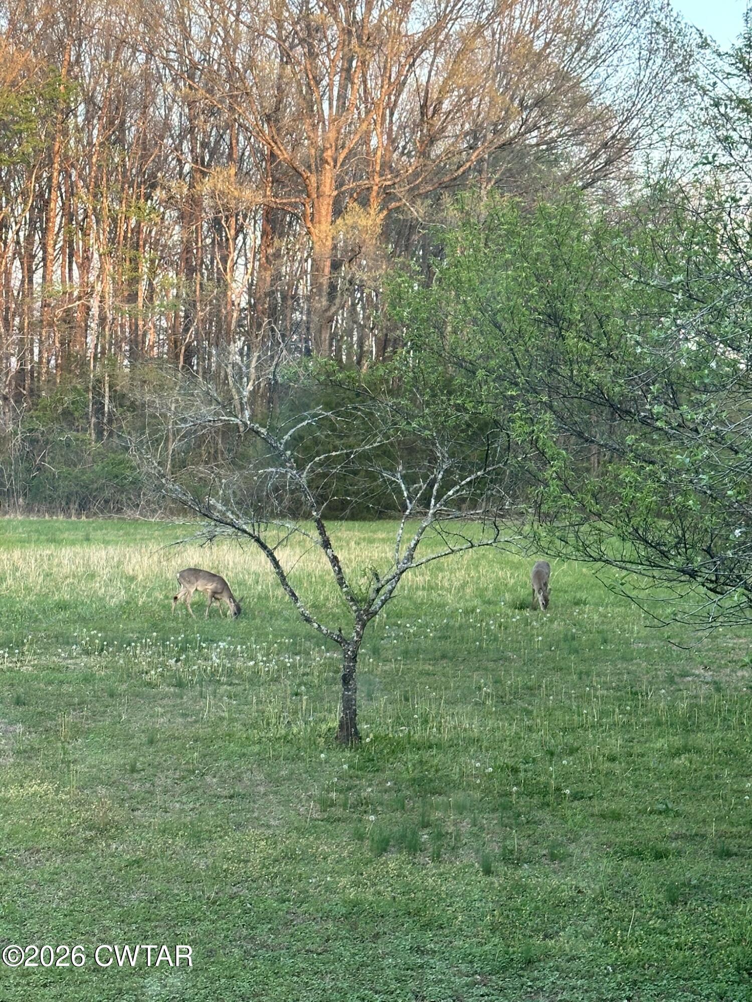 495 Knuckles Road Henderson, TN 38340 - Photo 84 of 90 IMG_4669