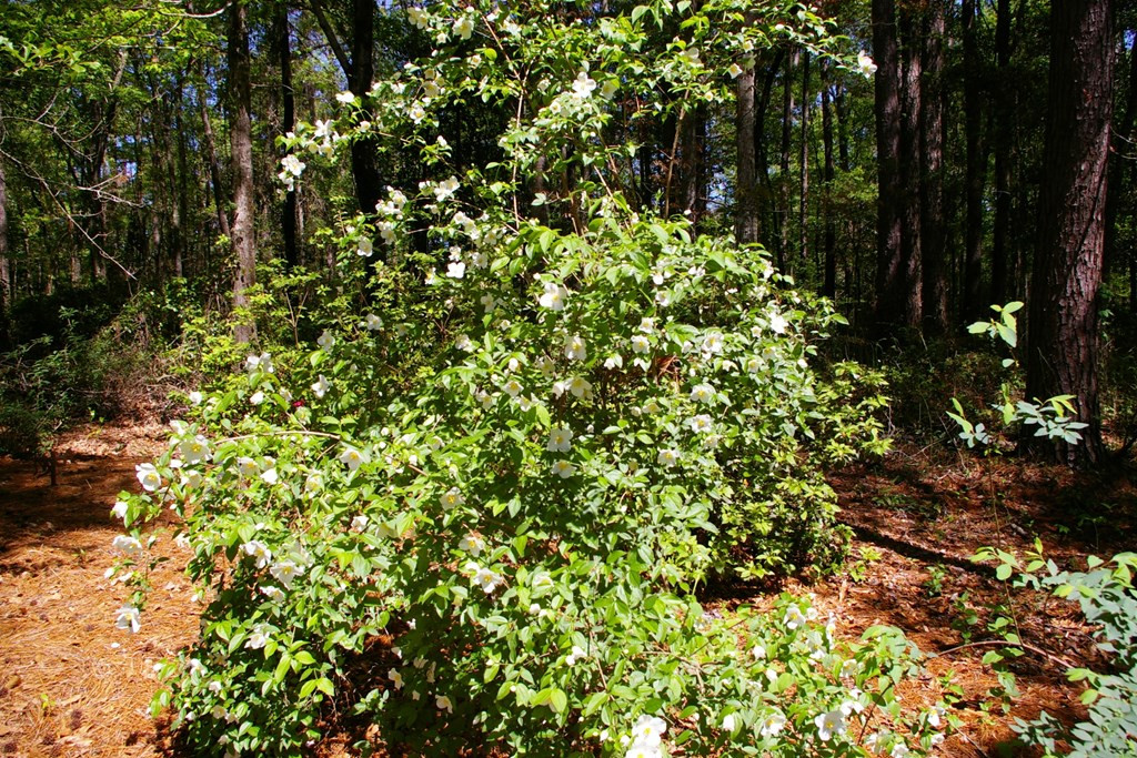 9126 Magnolia Progress Road Magnolia, MS 39652 - Photo 30 of 38 Flowering Dogwood