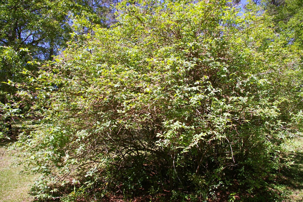 9126 Magnolia Progress Road Magnolia, MS 39652 - Photo 31 of 38 Blueberries