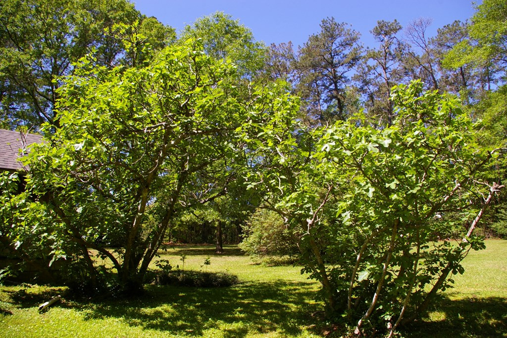 9126 Magnolia Progress Road Magnolia, MS 39652 - Photo 32 of 38 Fig Trees