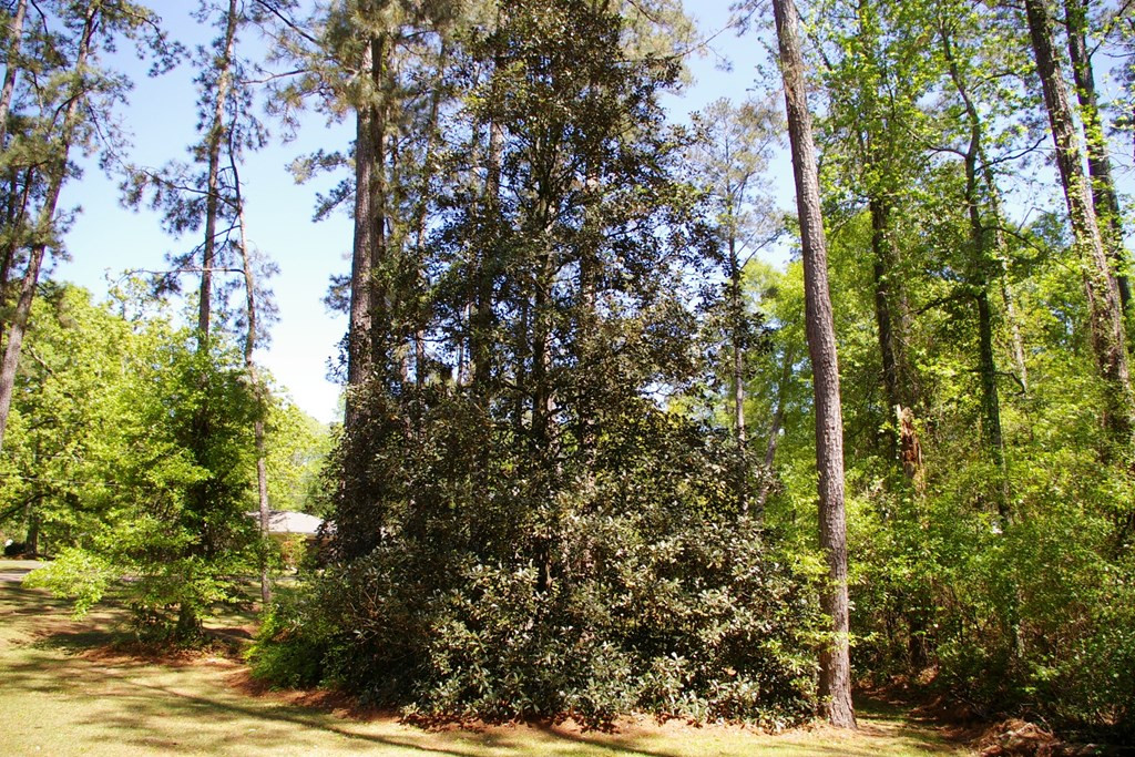9126 Magnolia Progress Road Magnolia, MS 39652 - Photo 33 of 38 Magnolia Tree