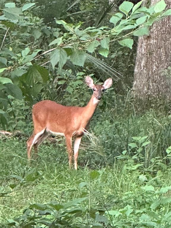 6177 County Road 625 Bushnell, FL 33513 - Photo 58 of 93