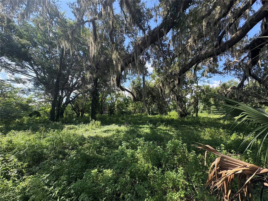 6177 County Road 625 Bushnell, FL 33513 - Photo 83 of 93 a view of a lush green forest