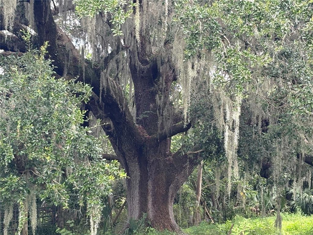 6177 County Road 625 Bushnell, FL 33513 - Photo 88 of 93 a backyard of a house with lots of green space
