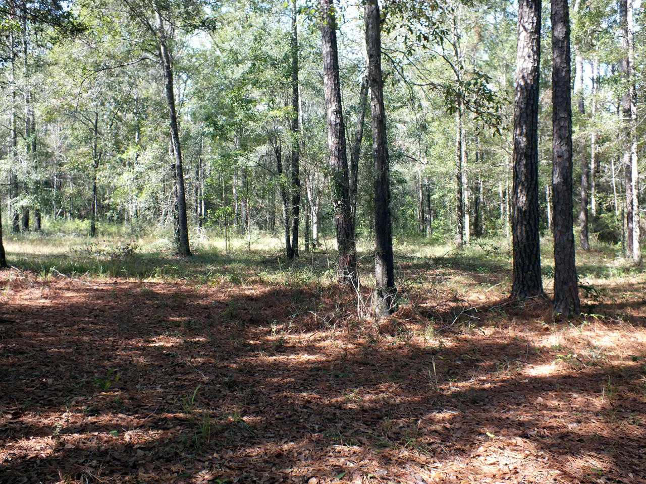 1650 Hudson Road Westville, FL 32464 - Photo 8 of 11 08 North Side of Property