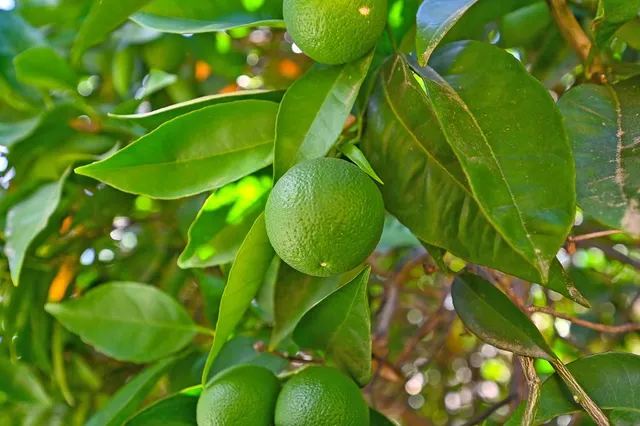 a view of a house with a yard and large tree