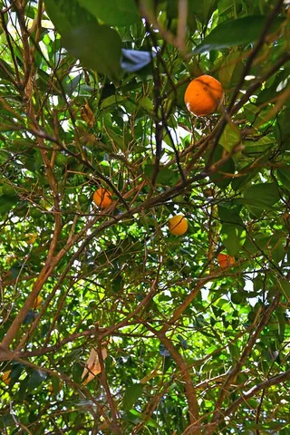 a front view of a house with a yard and a tree