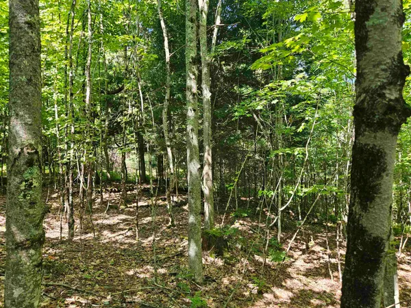 $85,500 | Lot 3.3 Off Parker Road, Lisbon, NH 03585