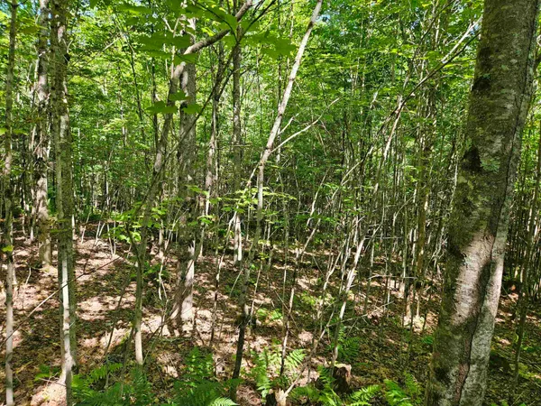 $85,500 | Lot 3.3 Off Parker Road, Lisbon, NH 03585