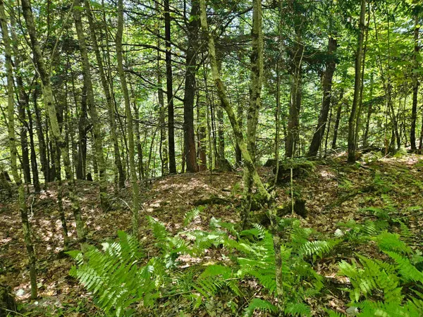 $85,500 | Lot 3.3 Off Parker Road, Lisbon, NH 03585