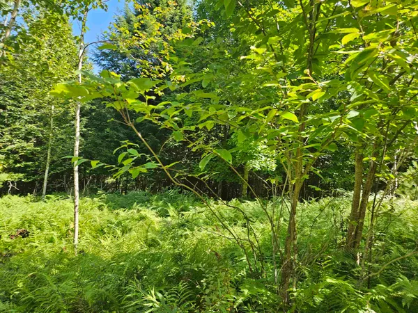 $85,500 | Lot 3.3 Off Parker Road, Lisbon, NH 03585