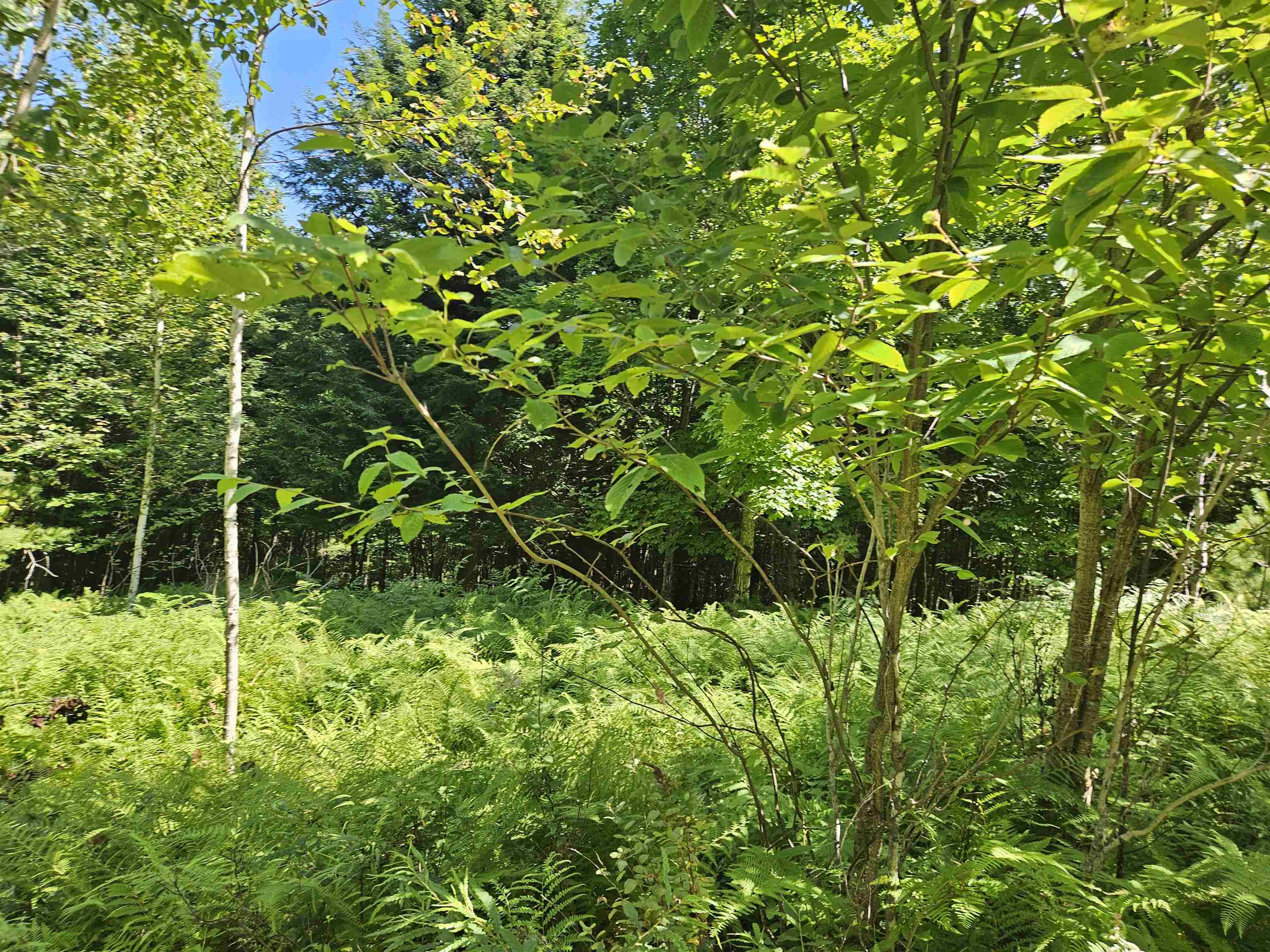 Lot 3.3 Off Parker Road Lisbon, NH 03585 - Photo 8 of 20