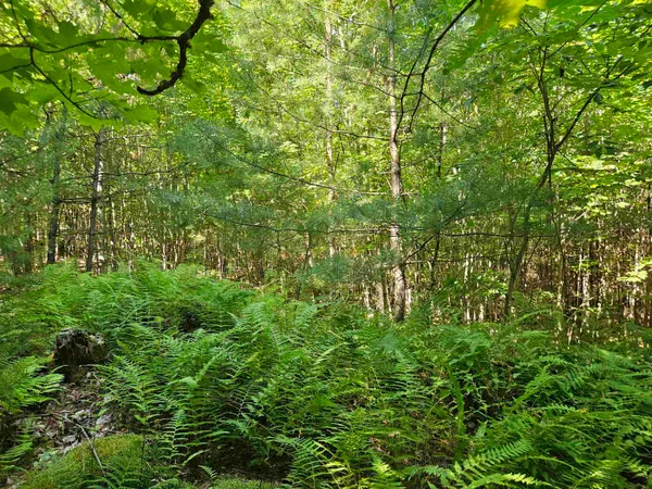 $85,500 | Lot 3.3 Off Parker Road, Lisbon, NH 03585