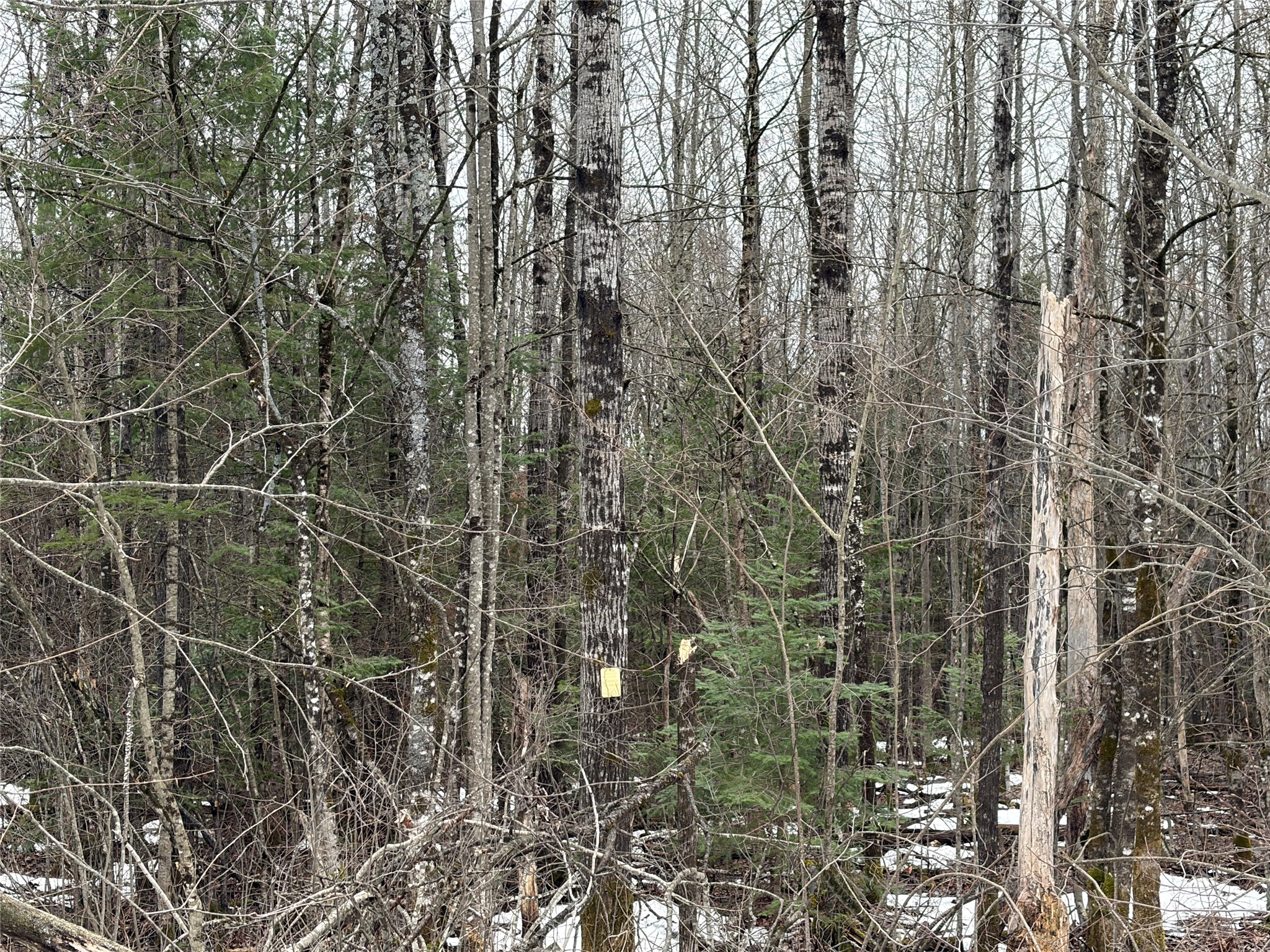 On North Hoffer Road Couderay, WI 54828 - Photo 2 of 6