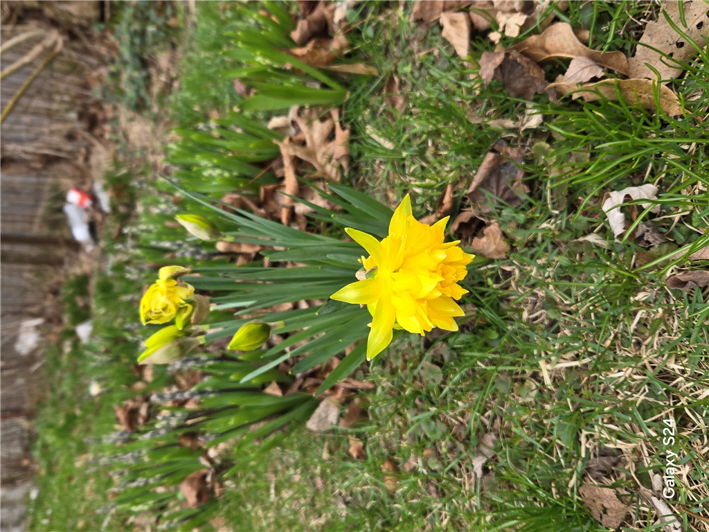 727 West High Street Springfield, OH 45506 - Photo 19 of 29 Lush green grass and vibrant yellow daffodils create a welcoming outdoor ambiance.