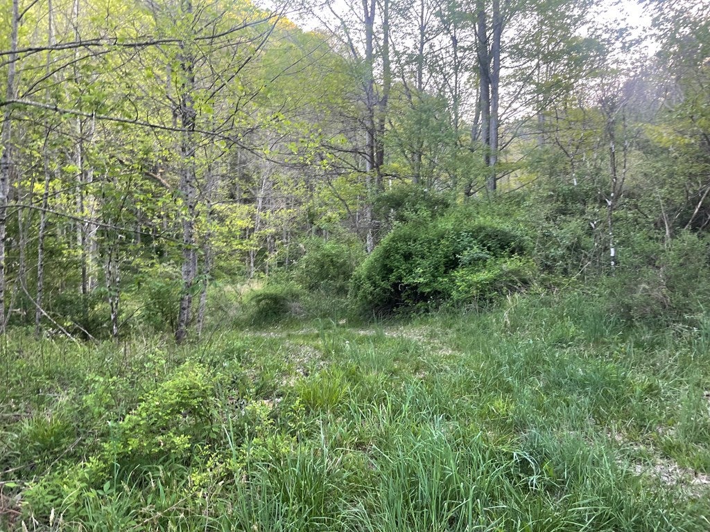 0 Bob Byrd Road Camp Creek, WV 25820 - Photo 3 of 12 Gallery Image 3
