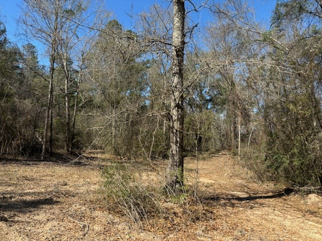 Lot #5 Jessie Stogner Road Sandy Hook, MS 39478 - Photo 4 of 5 Photo 4