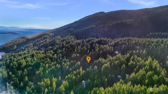 a view of a lush green forest with lots of trees