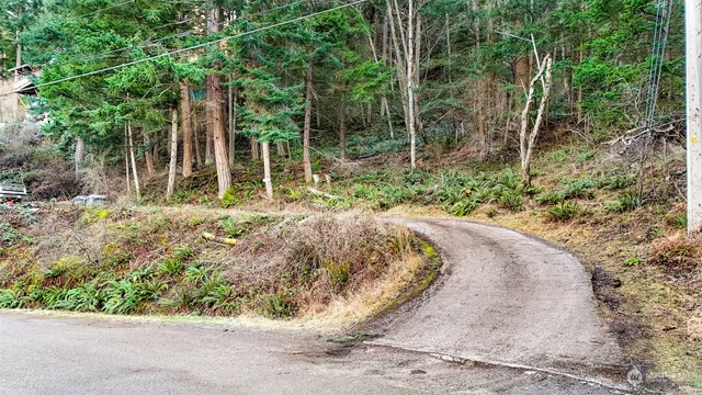 a view of a forest with trees
