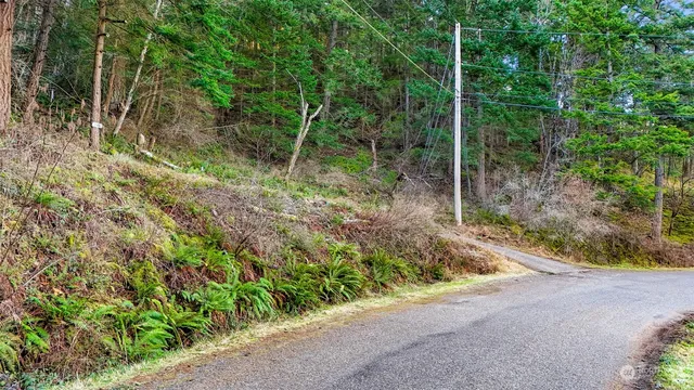 a view of a garden with plants and large trees