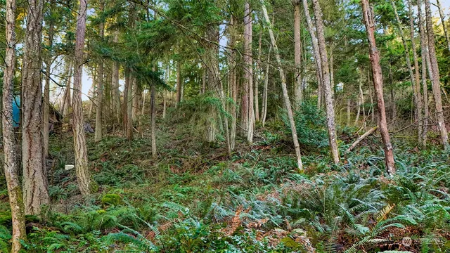 a backyard of a house with lots of green space and trees all around