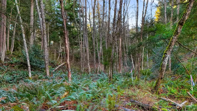 a plant view in backyard