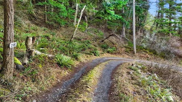 a view of a yard with plants and large trees