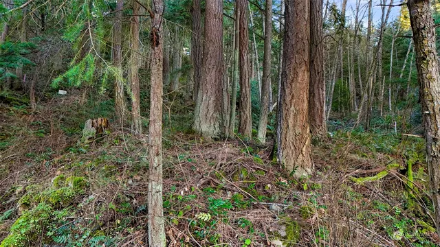 a view of a garden with lots of trees