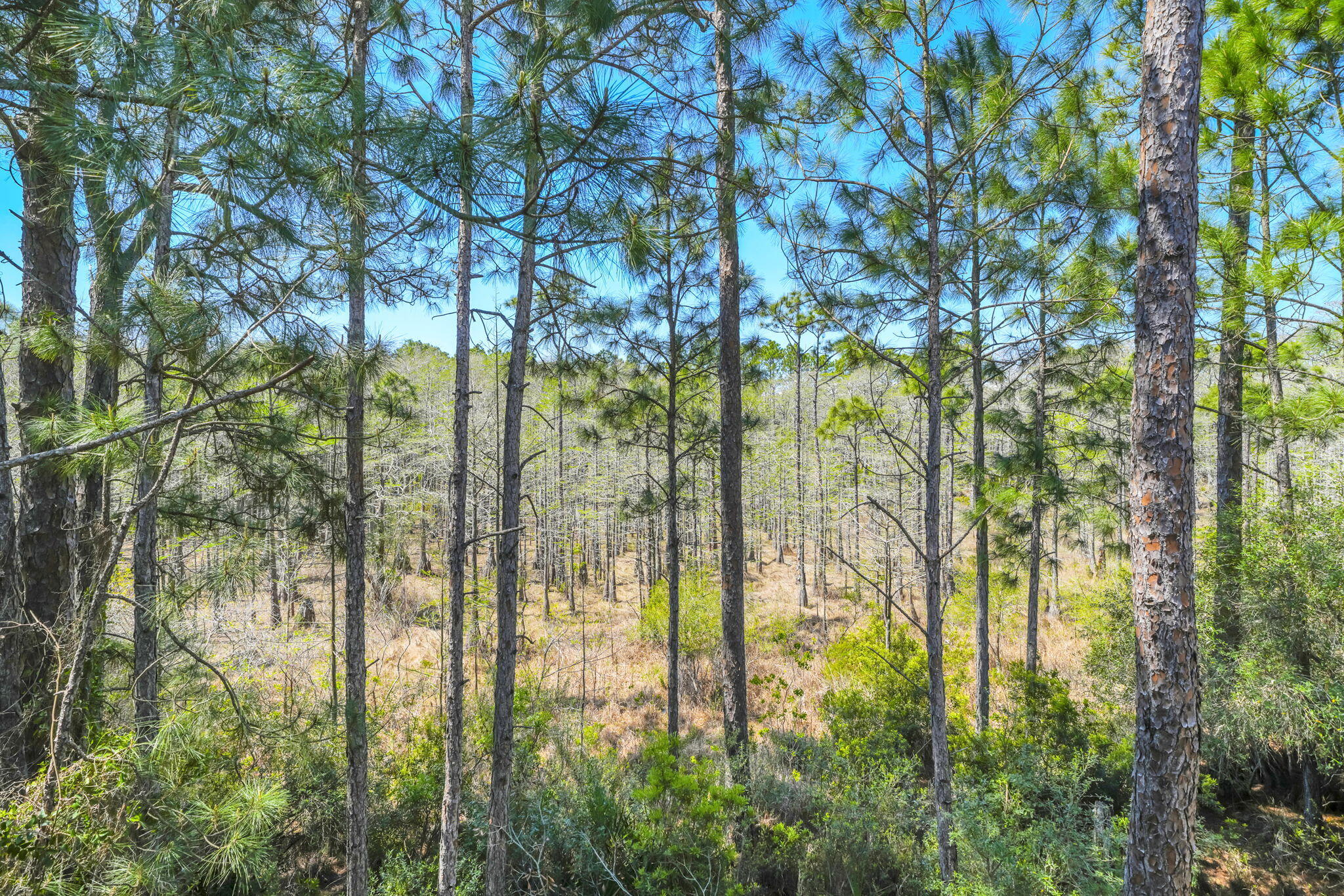 74 Cypress Drive Santa Rosa Beach, FL 32459 - Photo 51 of 87 53-web-or-mls-DSC04424_1