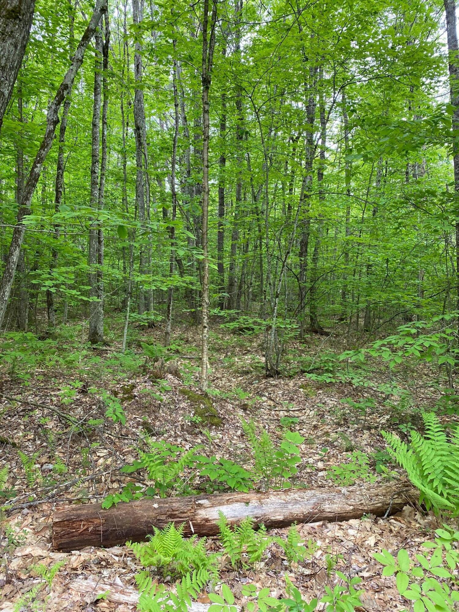 0 Fish Street, Unit 6 Fryeburg, ME 04037 - Photo 7 of 7 IMG_2667