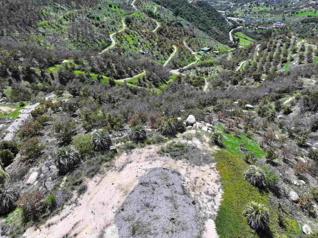 a view of a lush green forest with trees in the background