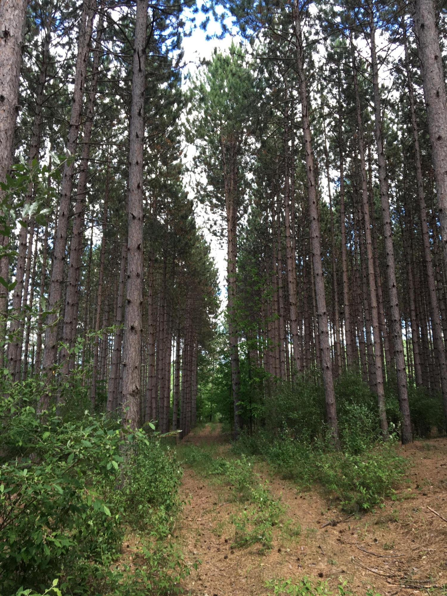 Briar Hill Road Herron, MI 49744 - Photo 16 of 17 Gallery Image 16